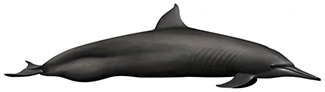 Stenella longirostris centroamericana