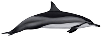 Stenella longirostris longirostris