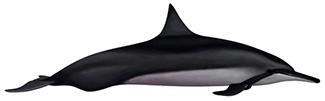 Stenella longirostris orientalis