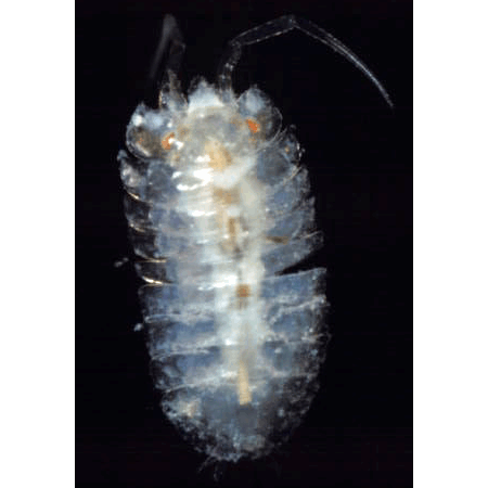 Семейство Stenetrioidea фото