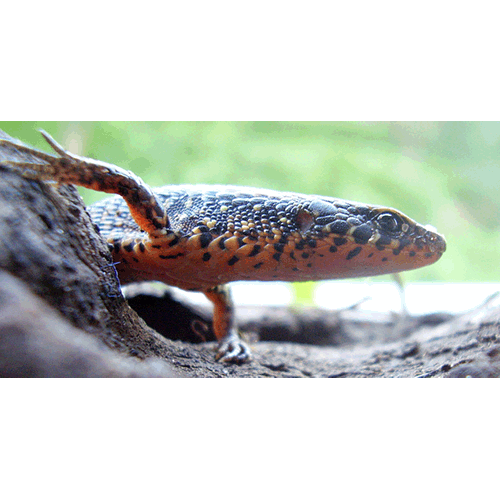 Род Stenolepis  фото