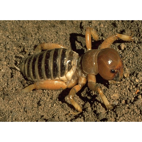 Семейство Stenopelmatoidea фото
