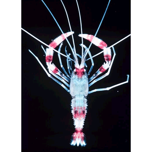 Семейство Stenopodidae фото