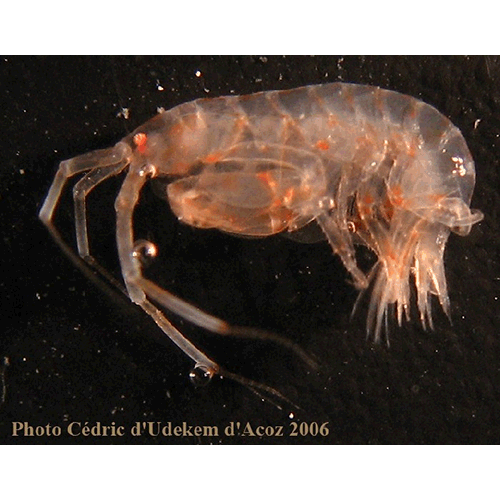 Семейство Stenothoidae фото