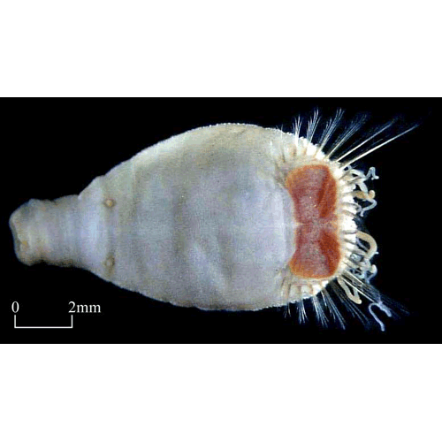 Семейство Sternaspidae фото