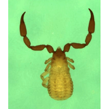 Семейство Sternophoroidea фото