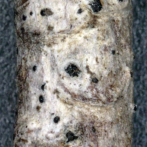 Отряд Stigmatodiscales фото