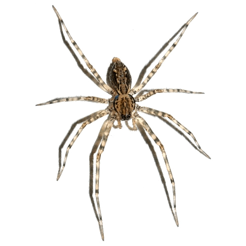 Семейство Stiphidiidae фото