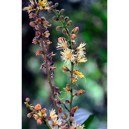 Семейство Stixaceae фото