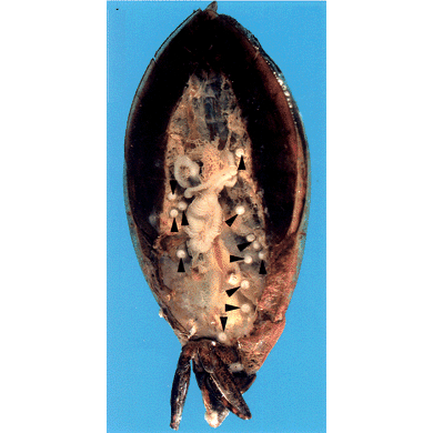 Семейство Stomylotrematidae  фото