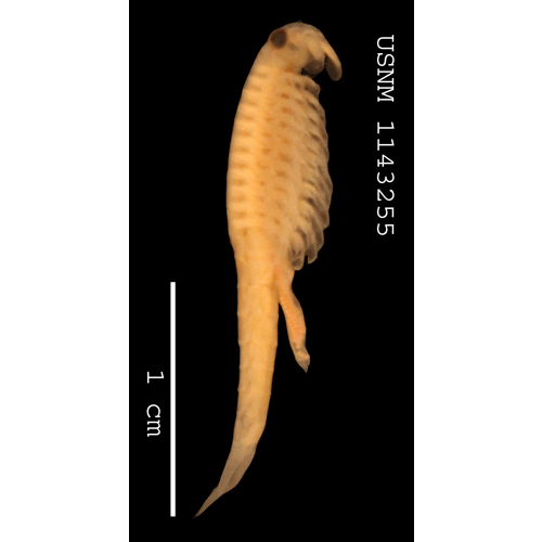 Семейство Streptocephalidae фото