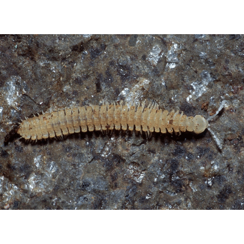 Семейство Striariidae фото
