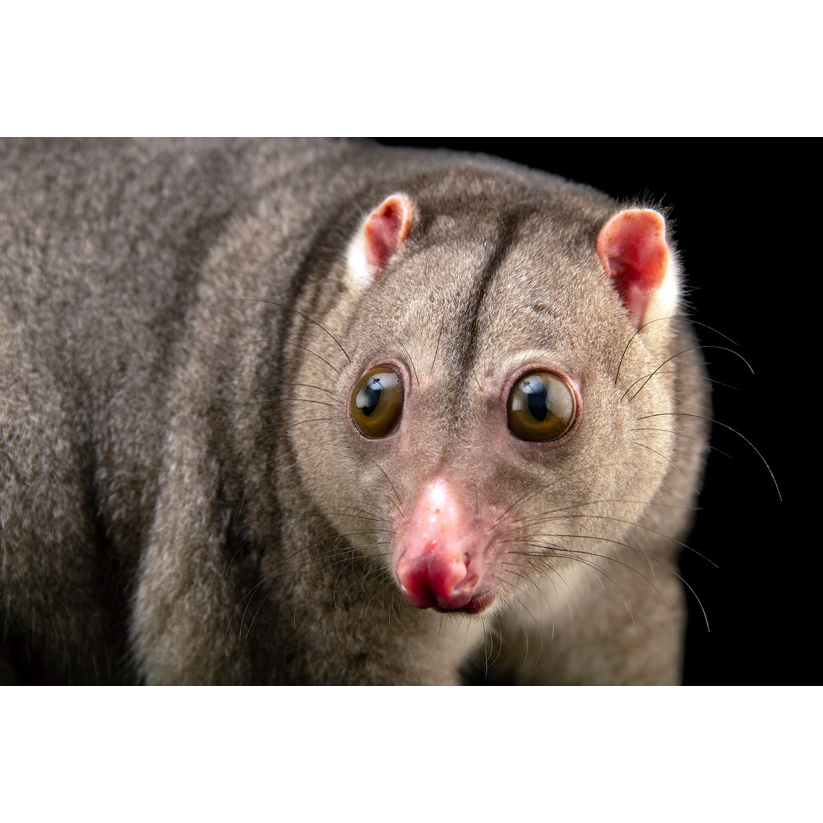 Целебесский кускус (Strigocuscus celebensis) Фото №10