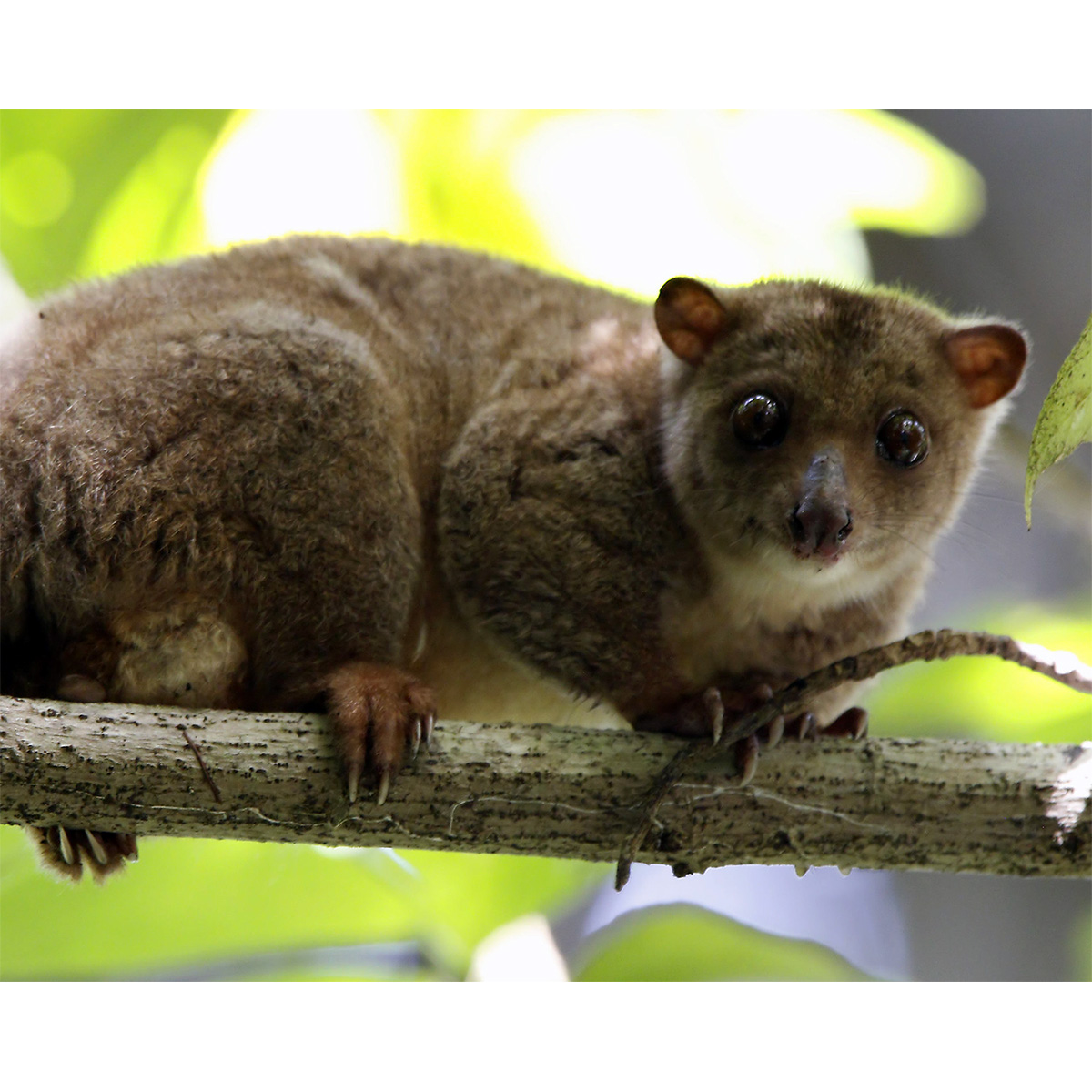 Целебесский кускус (Strigocuscus celebensis) Фото №5
