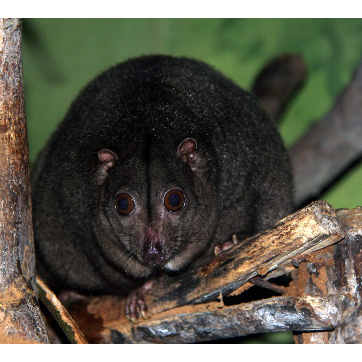 Целебесский кускус (Strigocuscus celebensis) Фото №6