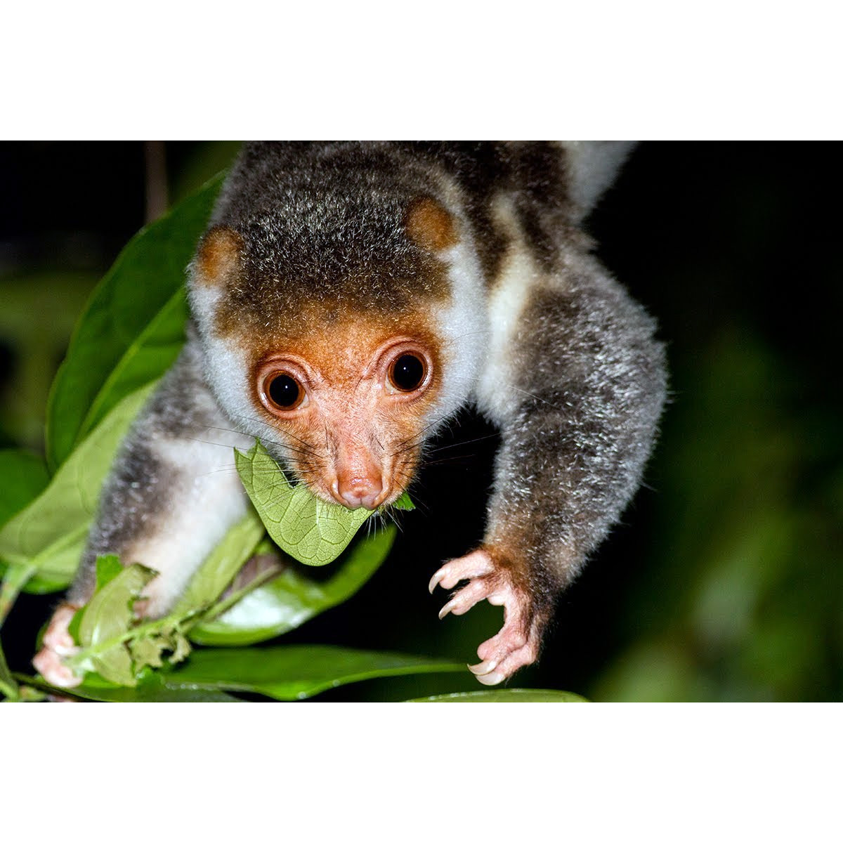 Целебесский кускус (Strigocuscus celebensis) Фото №9