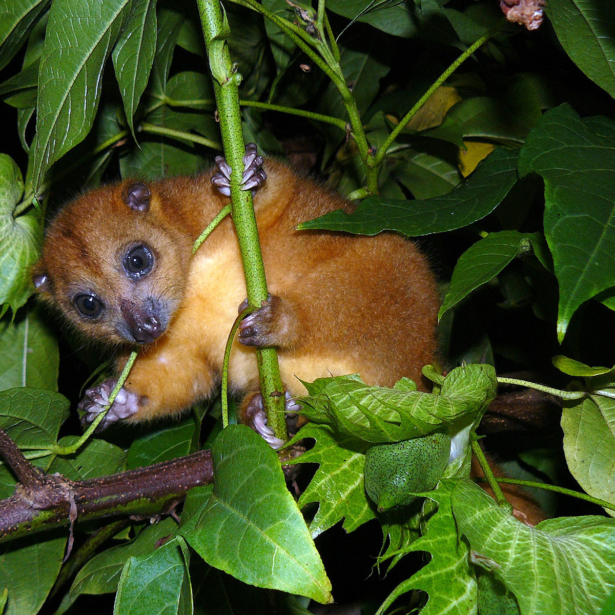 Пеленгенский кускус (Strigocuscus pelengensis) Фото №3