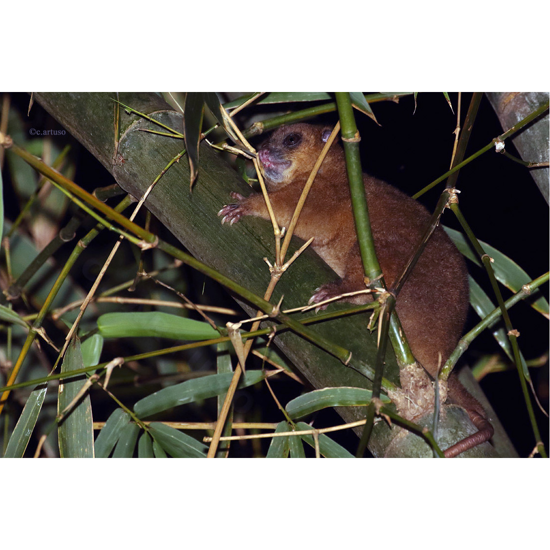 Пеленгенский кускус (Strigocuscus pelengensis) Фото №4