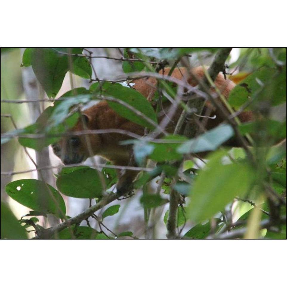 Пеленгенский кускус (Strigocuscus pelengensis) Фото №7