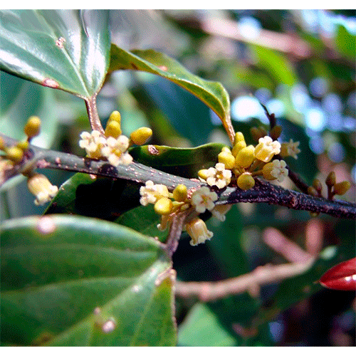 Семейство Strombosiaceae фото
