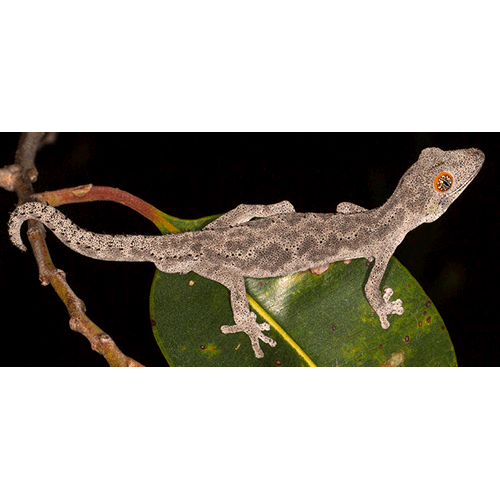  Род Strophurus  фото