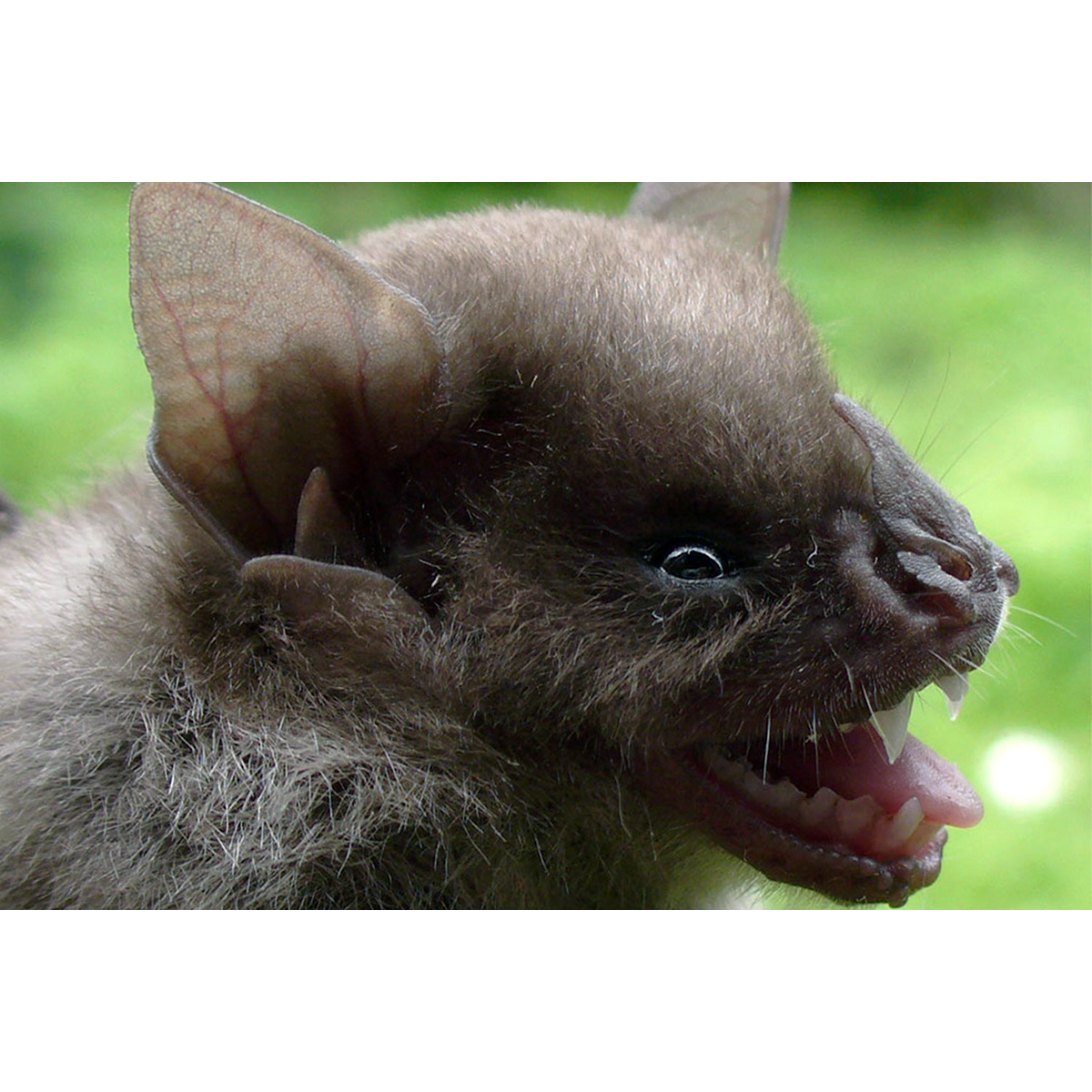 Baker's Yellow Shouldered Bat (Sturnira bakeri) Фото №3