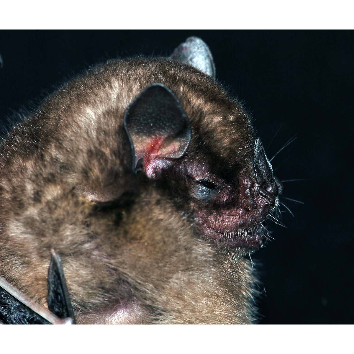 Мохнатый желтоплечий листонос (Sturnira erythromos) Фото №6
