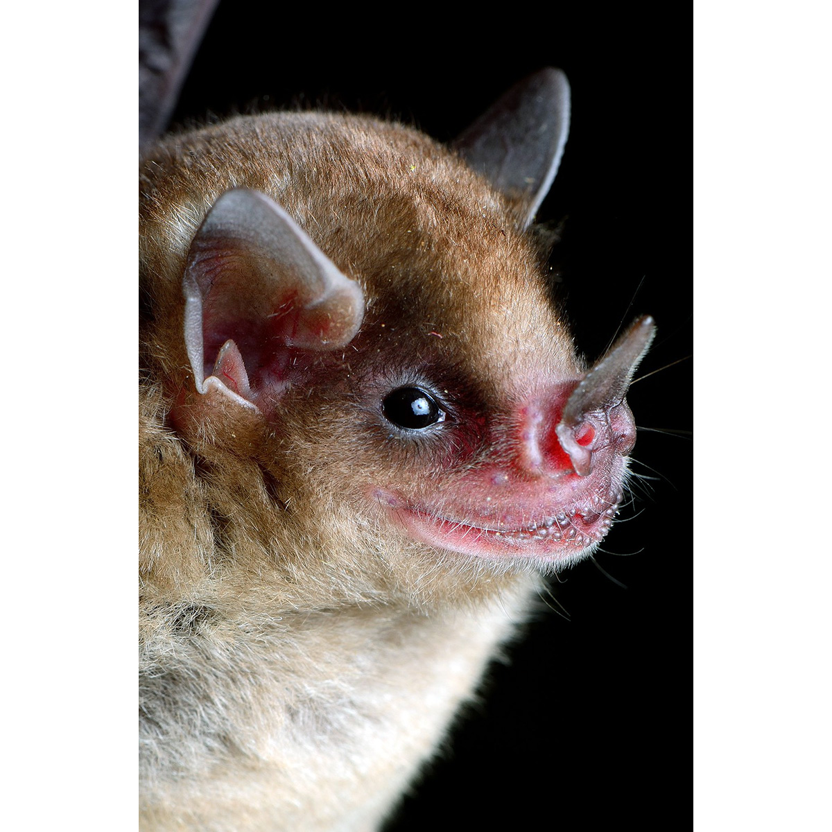 Sturnira hondurensis (Sturnira hondurensis) Фото №10