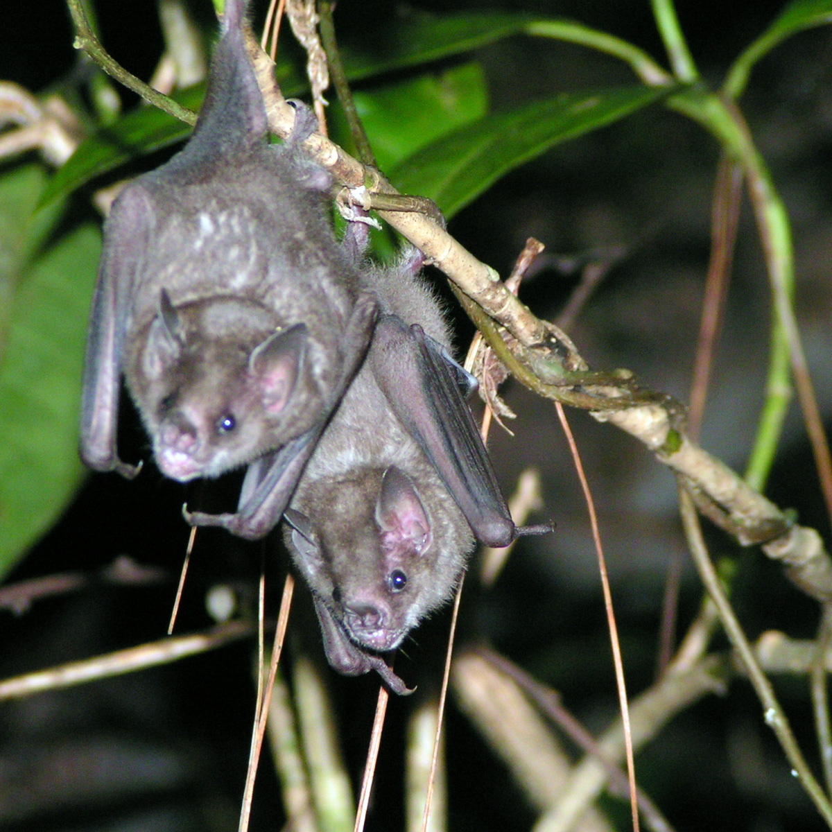 Sturnira hondurensis (Sturnira hondurensis) Фото №2