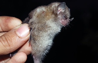 Sturnira ludovici ludovici