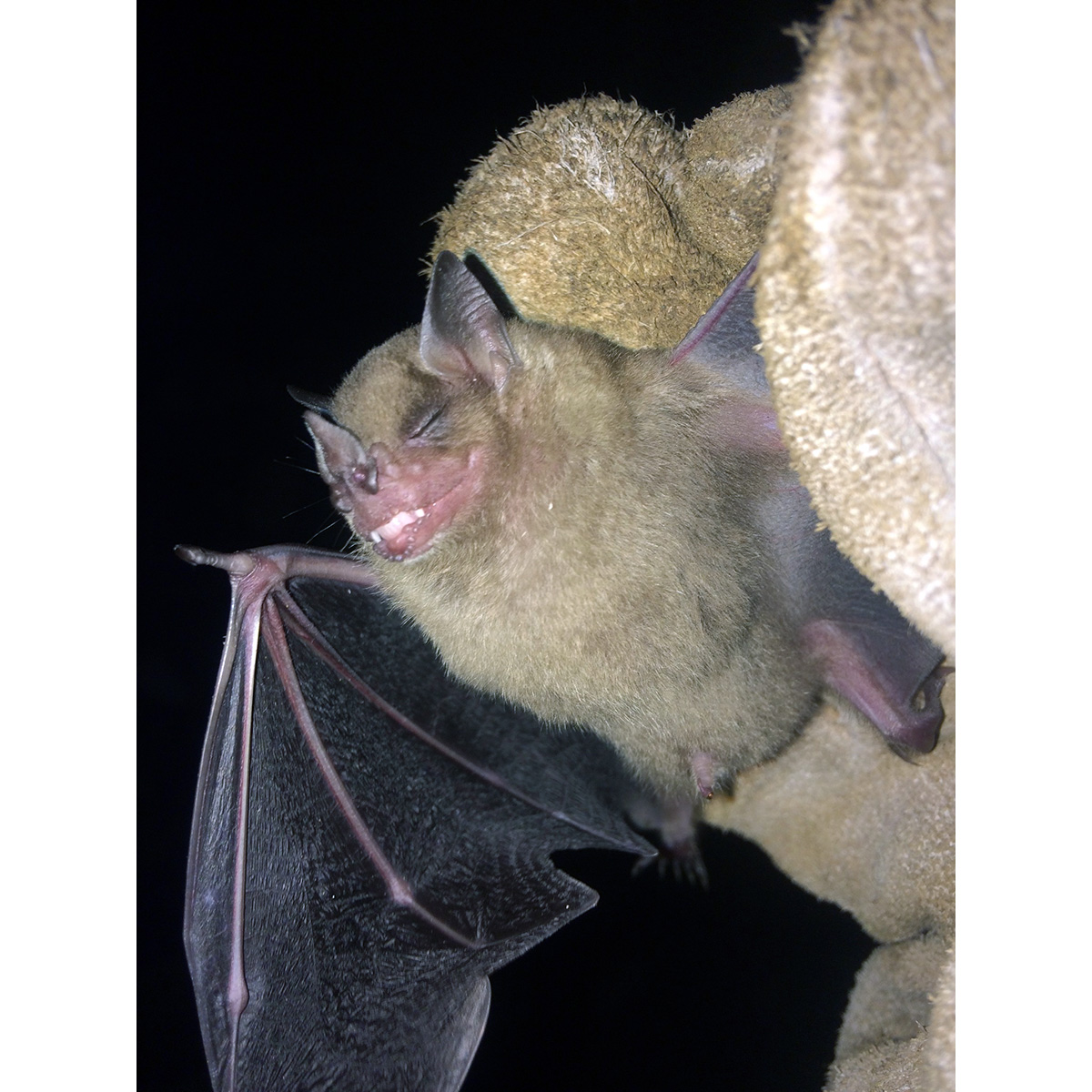 Little Yellow-shouldered Bat (Sturnira parvidens) Фото №5