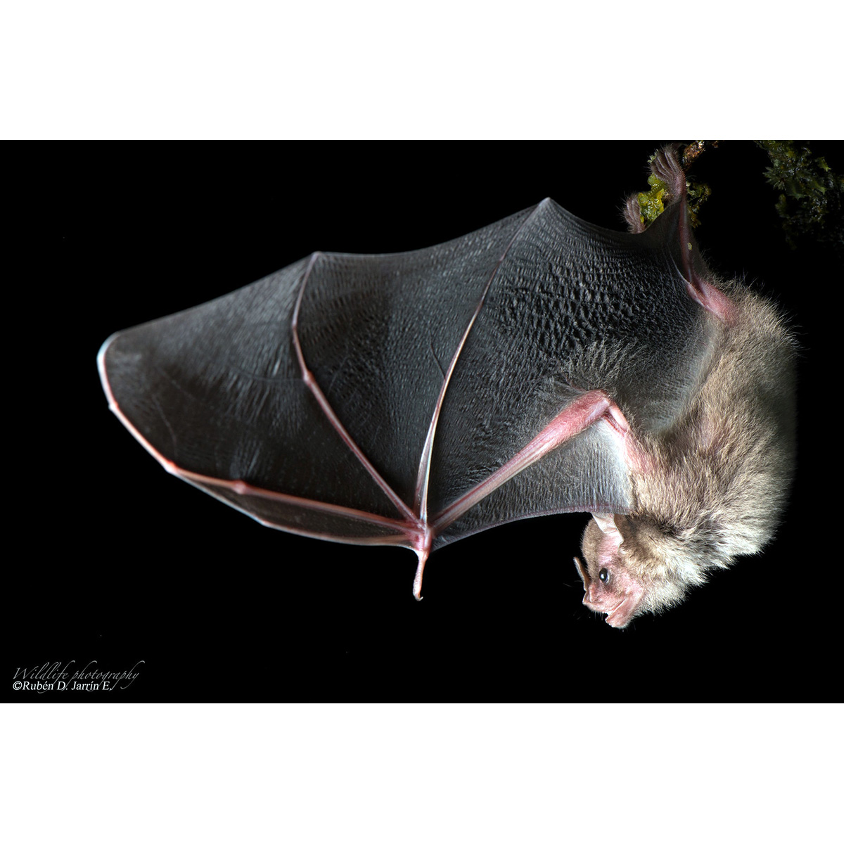 Тринидадский листонос (Sturnira tildae) Фото №4