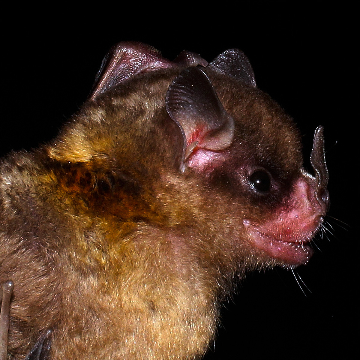 Тринидадский листонос (Sturnira tildae) Фото №6