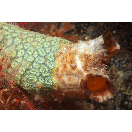 Семейство Styelidae  фото