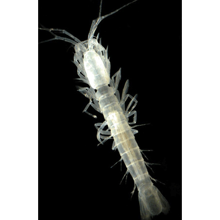 Семейство Stygiomysidae фото