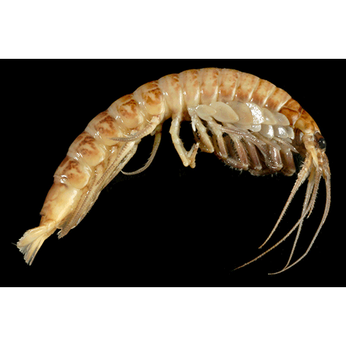 Семейство Stygocarididae фото