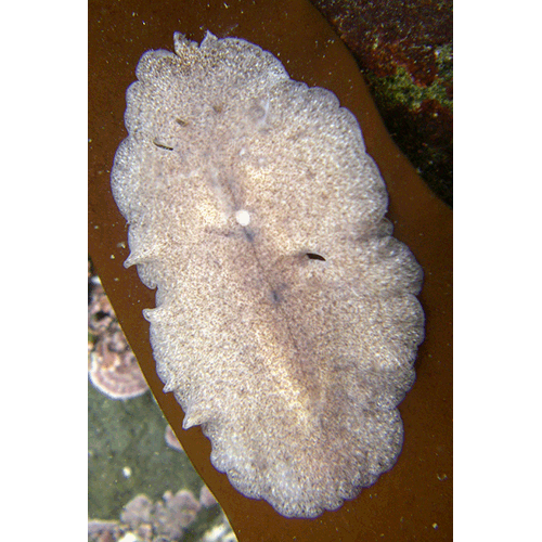 Семейство Stylochidae  фото