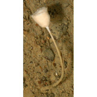 Семейство Stylocordylidae  фото