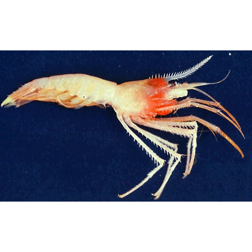 Семейство Stylodactyloidea фото