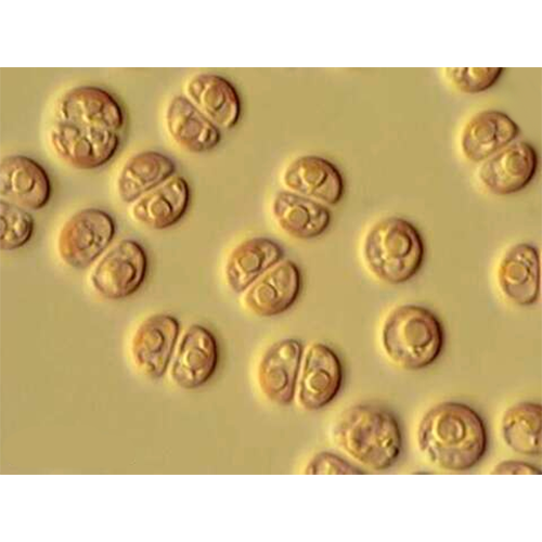 Класс Stylonematophyceae фото