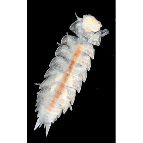Семейство Styloniscidae фото