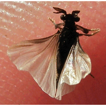Семейство Stylopidae фото