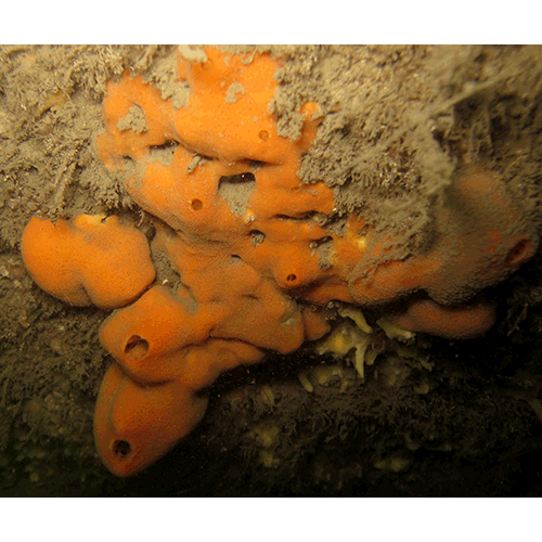 Семейство Suberitidae  фото