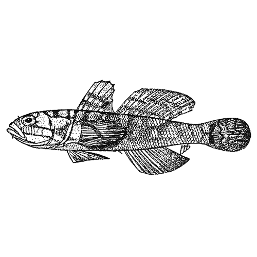 Род Sufflogobius фото