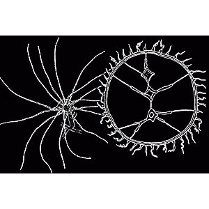 Семейство Sugiuridae  фото