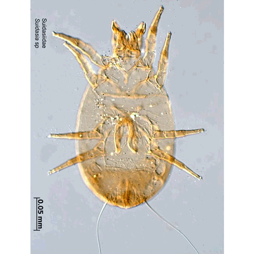 Семейство Suidasiidae фото