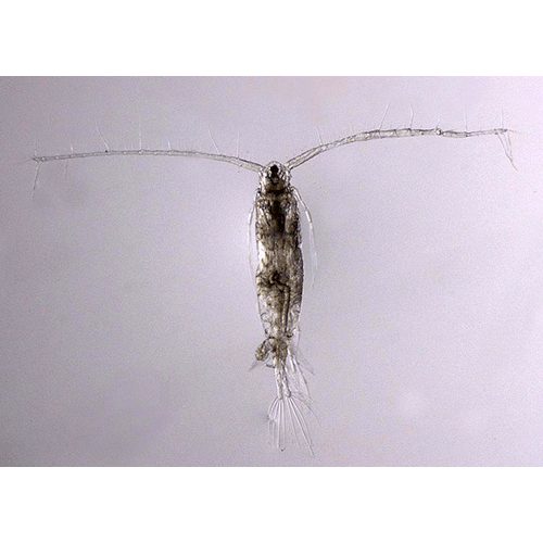 Семейство Sulcanidae фото