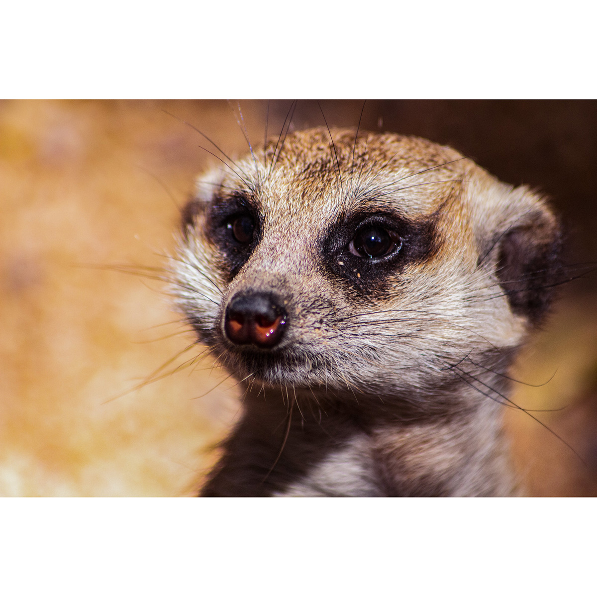 Сурикат (Suricata suricatta) Фото №10