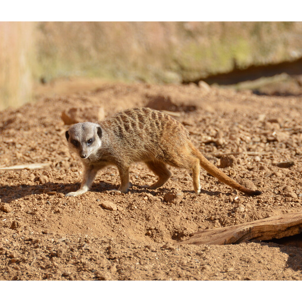 Сурикат (Suricata suricatta) Фото №2