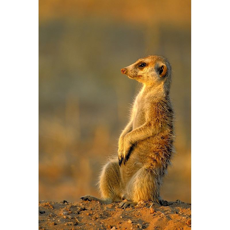 Сурикат (Suricata suricatta) Фото №4